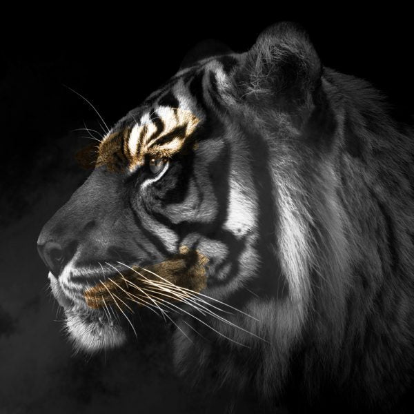 Tiger Gold Fashion Wall Art | Animal Prints